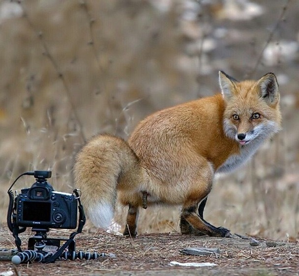 Финалисты самого смешного фотоконкурса в природе — Comedy Wildlife Awards 2017