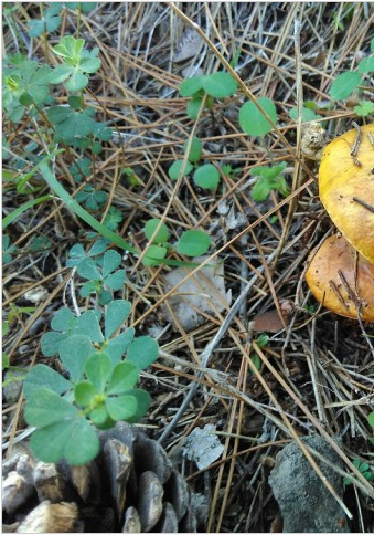 А у нас начало грибного сезона