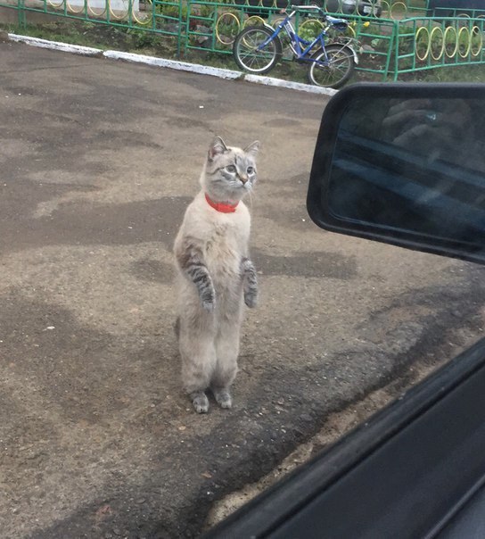 Коты и Кошки