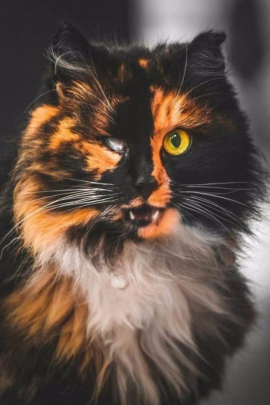 Прикольных котов пост