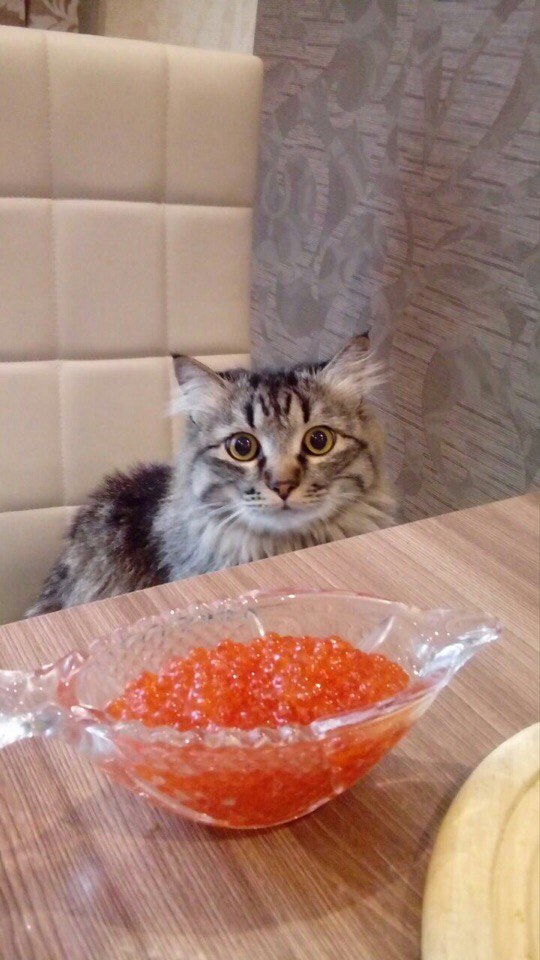 Живность из сети