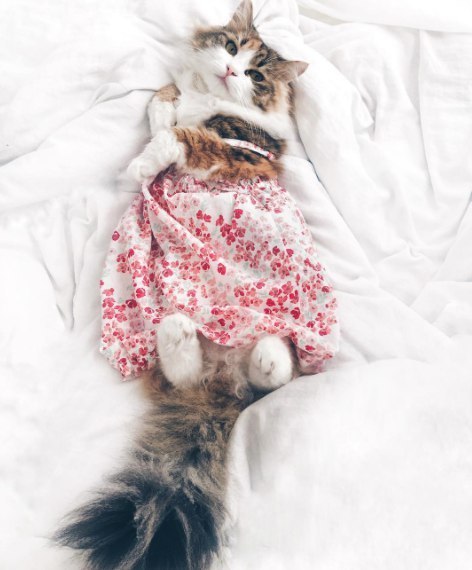 Неадекватные коты