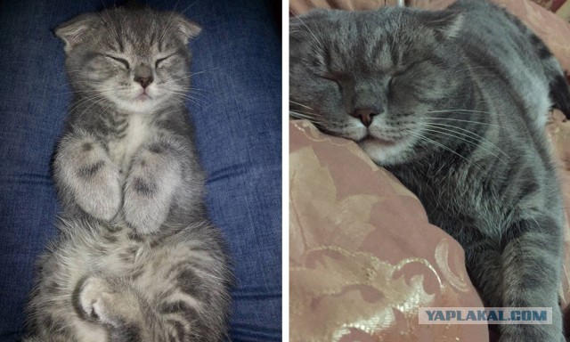 Снимки, которые наглядно демонстрируют, как маленькие милашки становятся "пушистыми мордами"