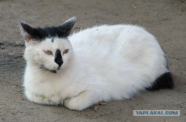 Уррааа! Котовторник на ЯПлакалъ!