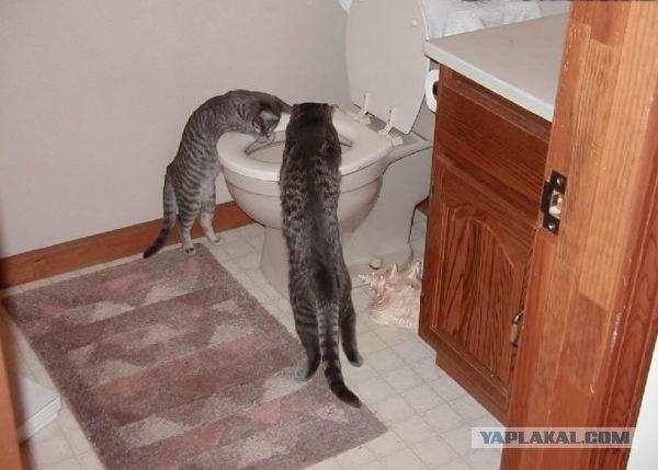 Котовторник на ЯПлакалъ