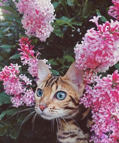 Немного милоты