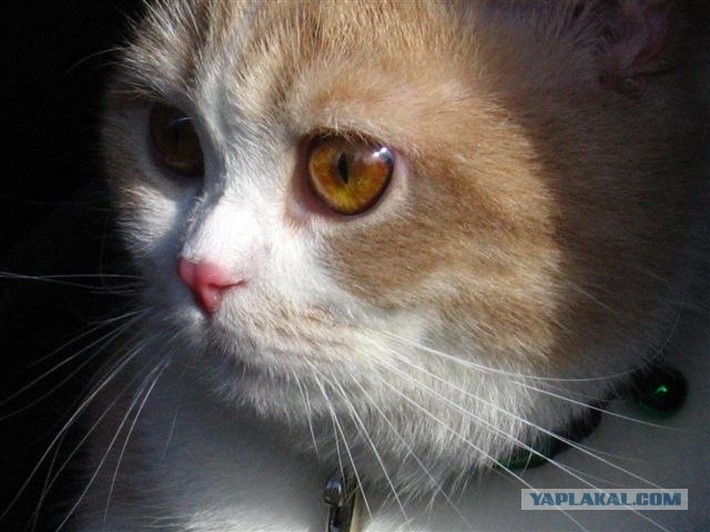 Котовторник (20.01)