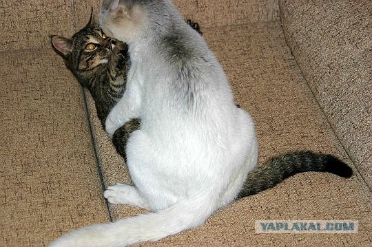 Жизнь собачья и котячья