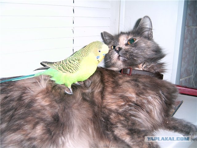 Котовторник с Кузей