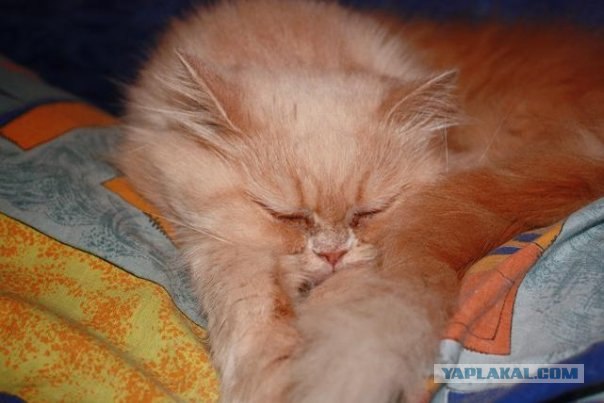 Сонный Котовторник