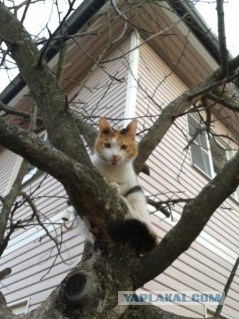Котовторник 24.04.2012