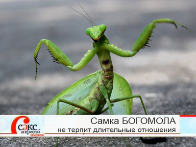 Богомол просто зверский хищник!