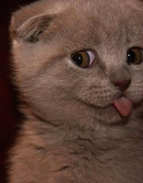 Котовторник ( 23.10. 2012. )