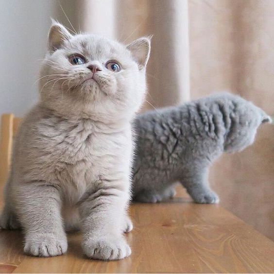 Забавные фото котеек