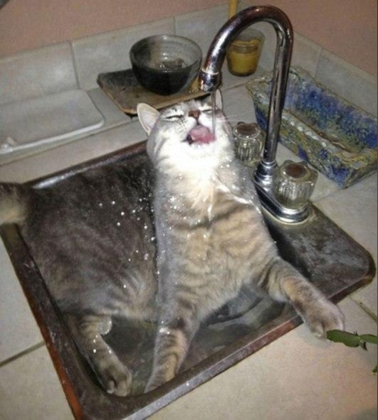 Эти забавные животные