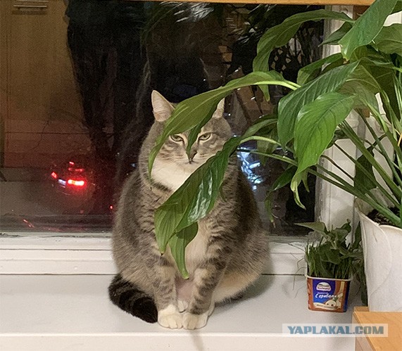 Картинки с котами и про котов