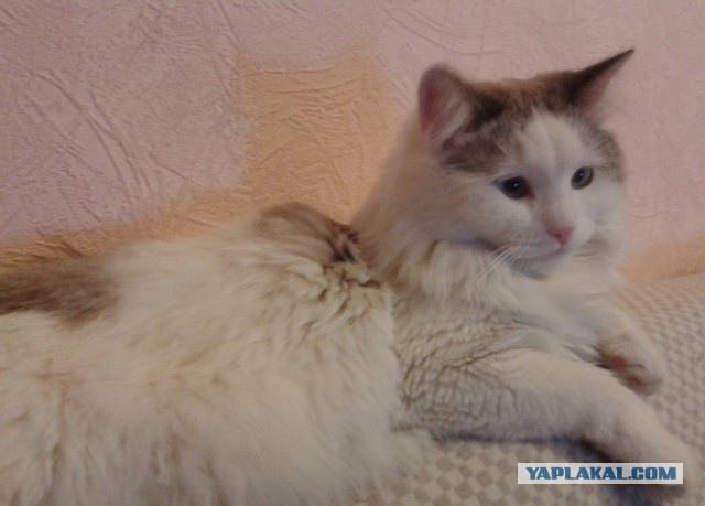 Котовторник. Поговорим о кличках, друзья