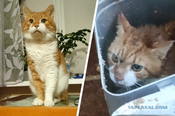 Топ громких расправ над живодёрами