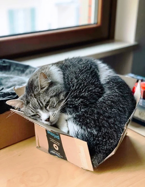 Ловушки для котов