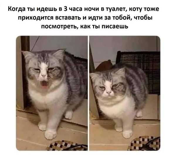 К котовторнику: подборка картинок-баянов с котиками и про котиков. Выпуск 2.