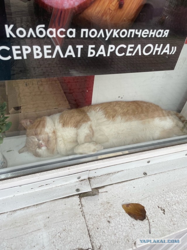 Колбаса - наше всё
