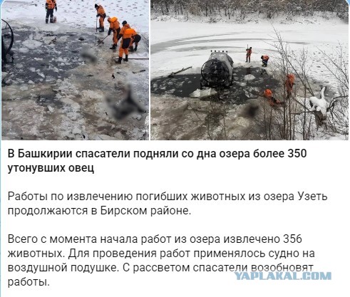 В Башкирии пастух решил перегнать 300 овец по льду, но он не выдержал: сотни животных ушли под воду