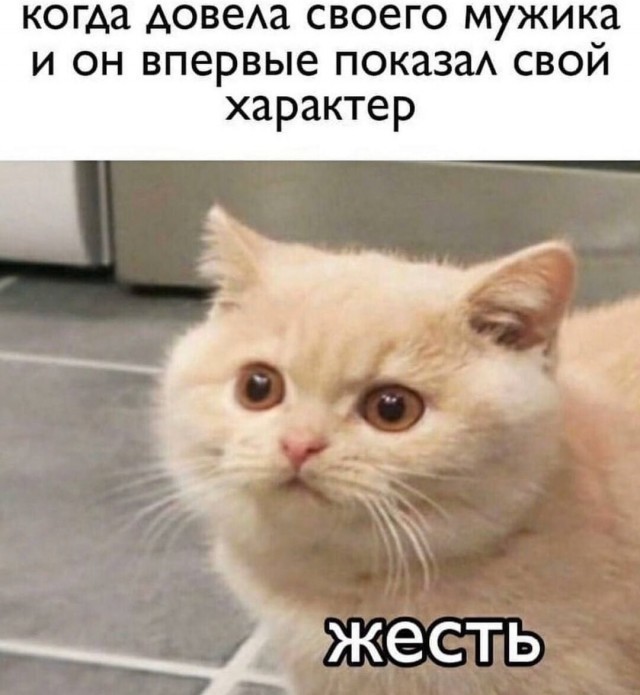 К котовторнику: подборка картинок-баянов с котиками и про котиков. Выпуск 33..