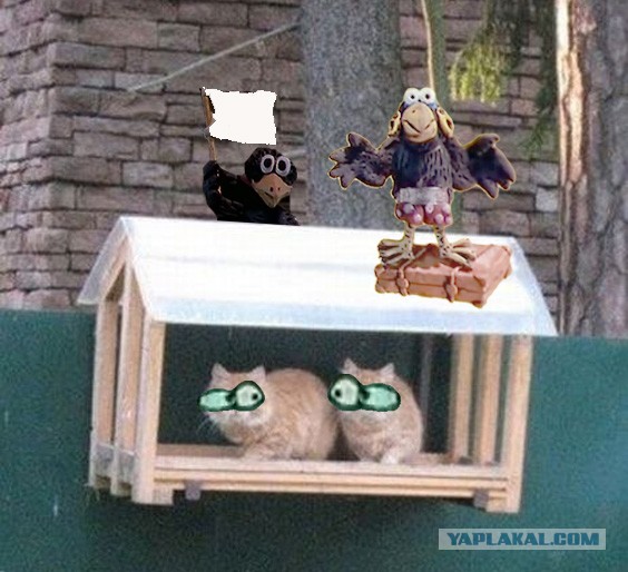 Фигасе воробушек!