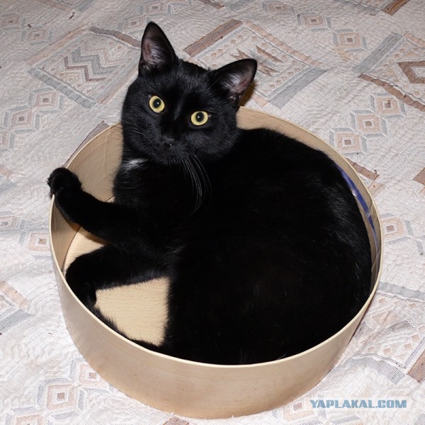 Котовторник 03.09.2013