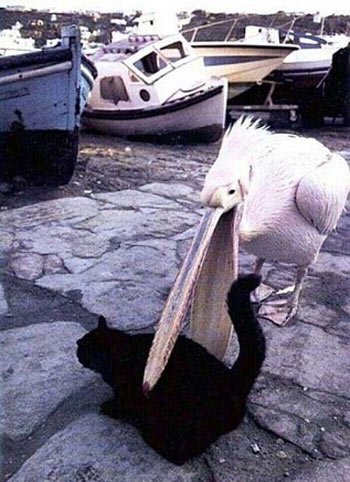 Подборка забавных и курьезных фотографий