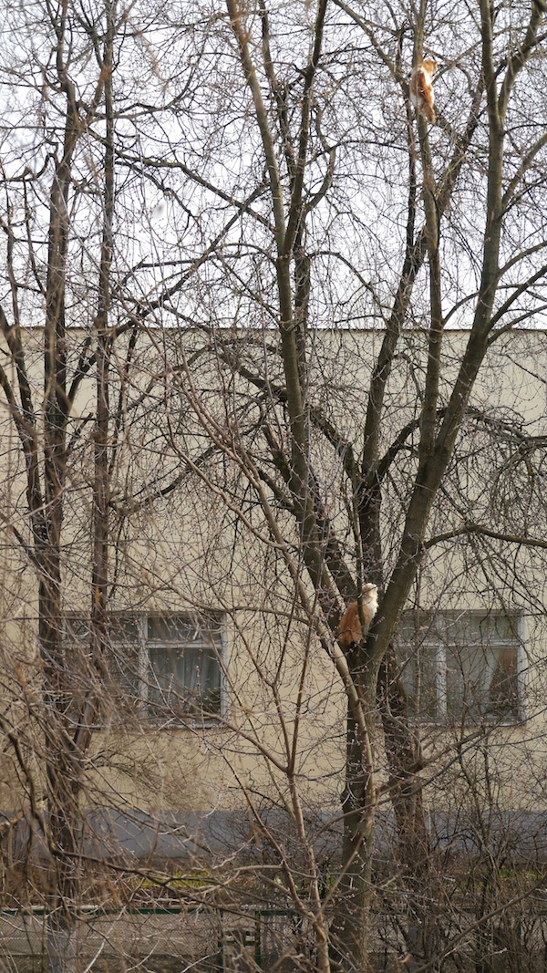 Котовторник   15.04.2014