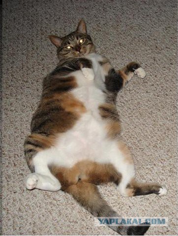 Просто жирный кот.