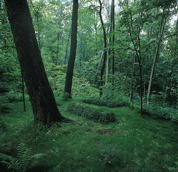 лев толстой лес. ясная поляна могила толстого. лев толстой ясная поляна аллея. усадьба ясная поляна тула. лев толстой лес.