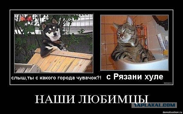 Немного смешных картинок из сети