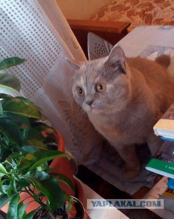 Котовторник 30.09.2014