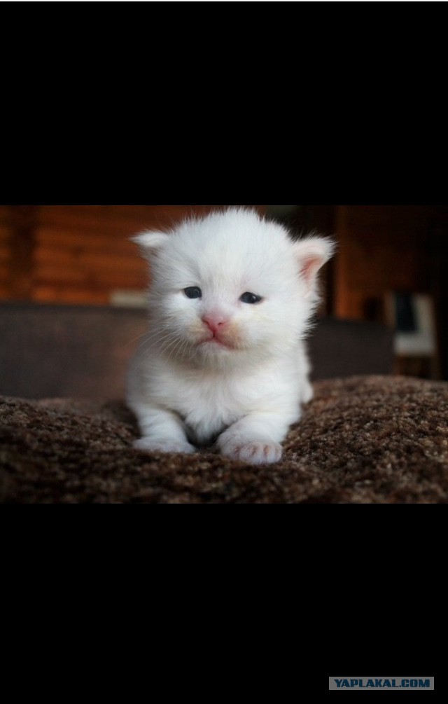 Котовторник