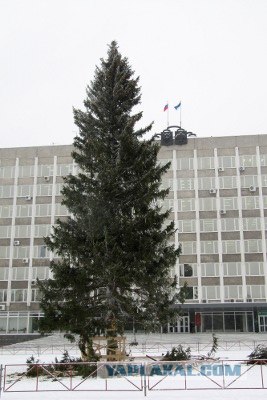 Елочная фаллометрия