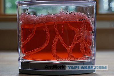 Как создать собственную колонию муравьев