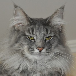 Дикий котовторник