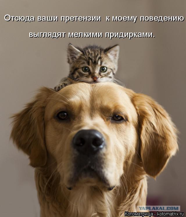 Собаки против котов