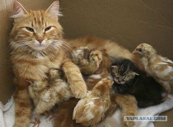 Кошка несколько дней прорывалась в ветклинику