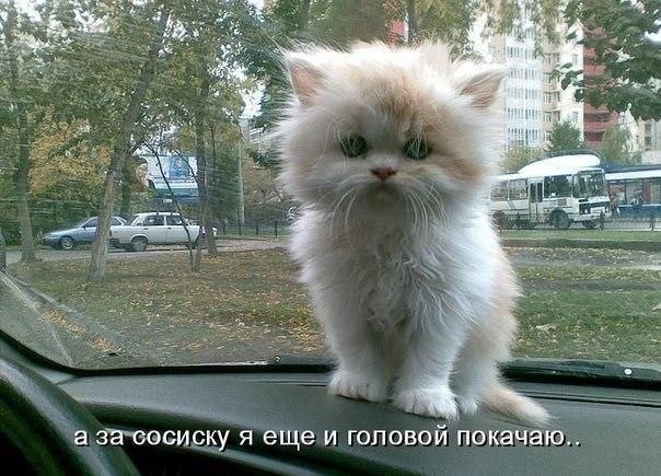 Картинки и демотиваторы