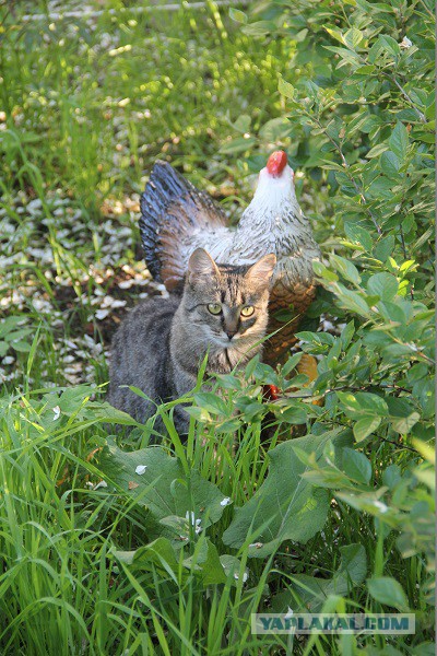 Котовторник