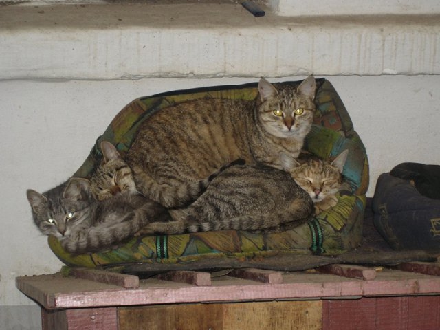Вторничный котомёт