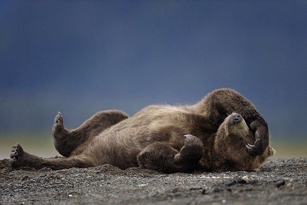 Субботняя подборочка картинок