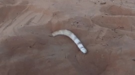 Таинственный червяк в пустыне