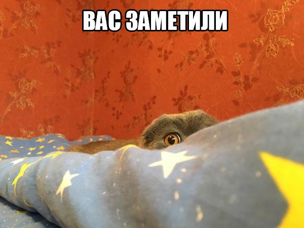 Мохнатые беспредельщики