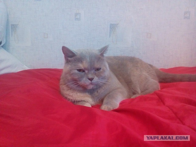 Котовторник 30.08.2016
