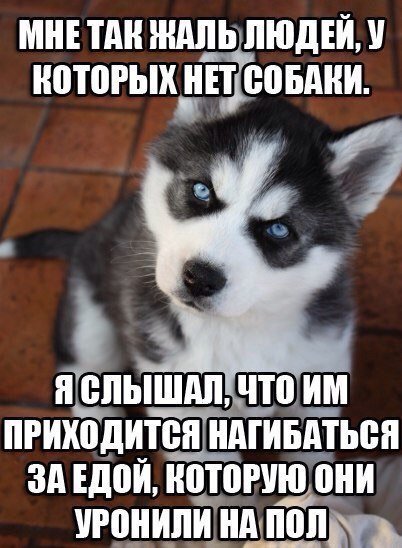 Самые смешные животные