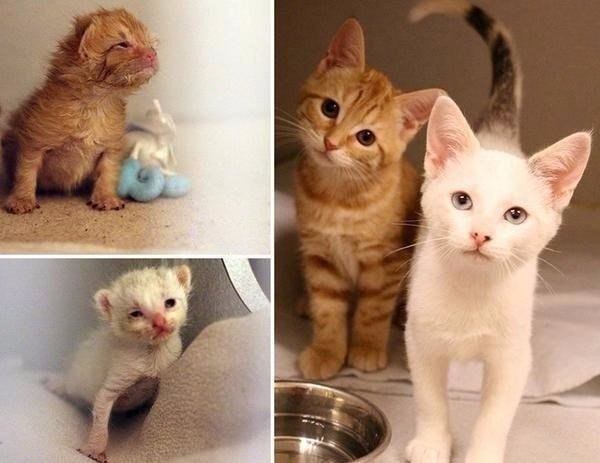 Коты из сети